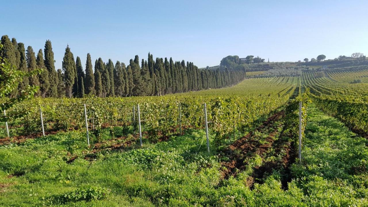 Tenuta Di Pietra Porzia Monte Porzio Catone Luaran gambar